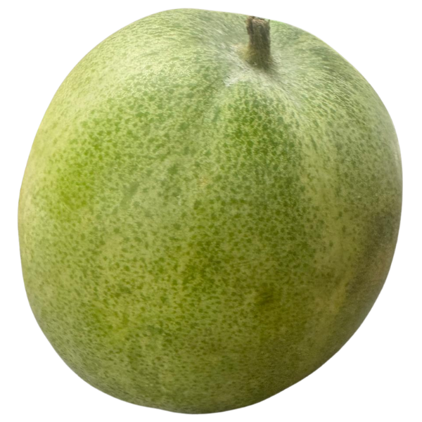 Fresh White Pumpkin (Kola) – 1.3 kg approx.