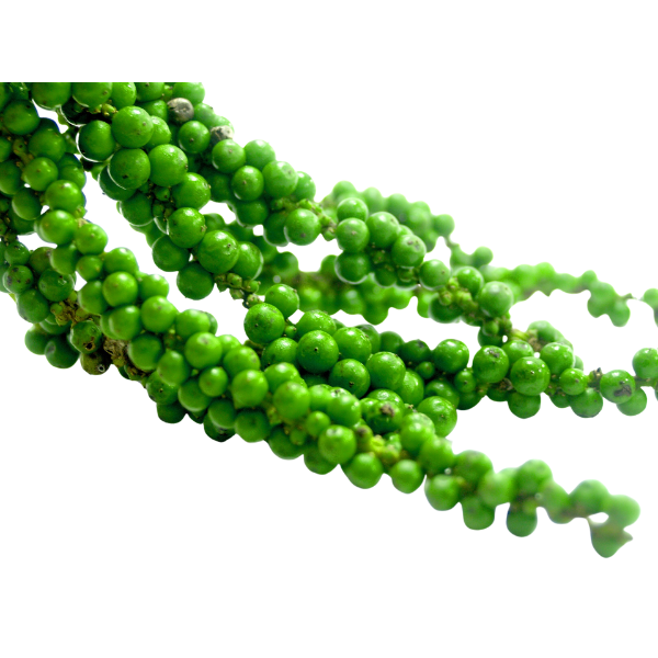 Fresh Peppercorn - 100 g