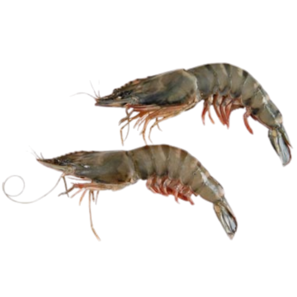 Blacktiger Hoso - 21/30 - 1 Kg