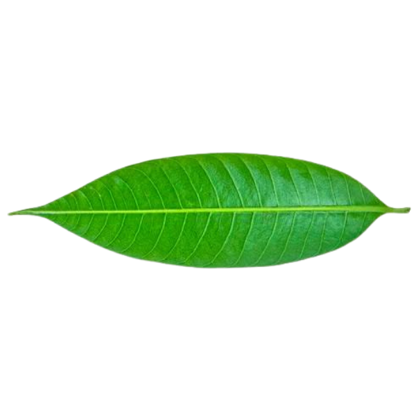 Fresh Mango Leaves - Per Stk