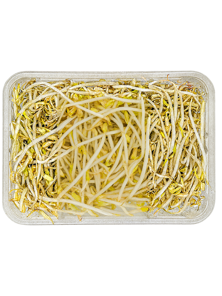 Mung Bean Sprouts – 250 g