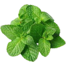 Mint - 50 g