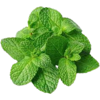 Mint - 50 g