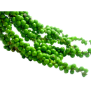 Fresh Peppercorn - 100 g